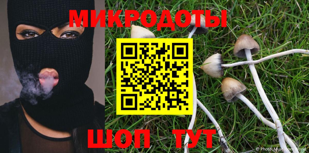 Галлюциногенные грибы Psilocybe Камышлов